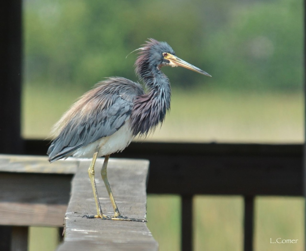 Tricolored Heron