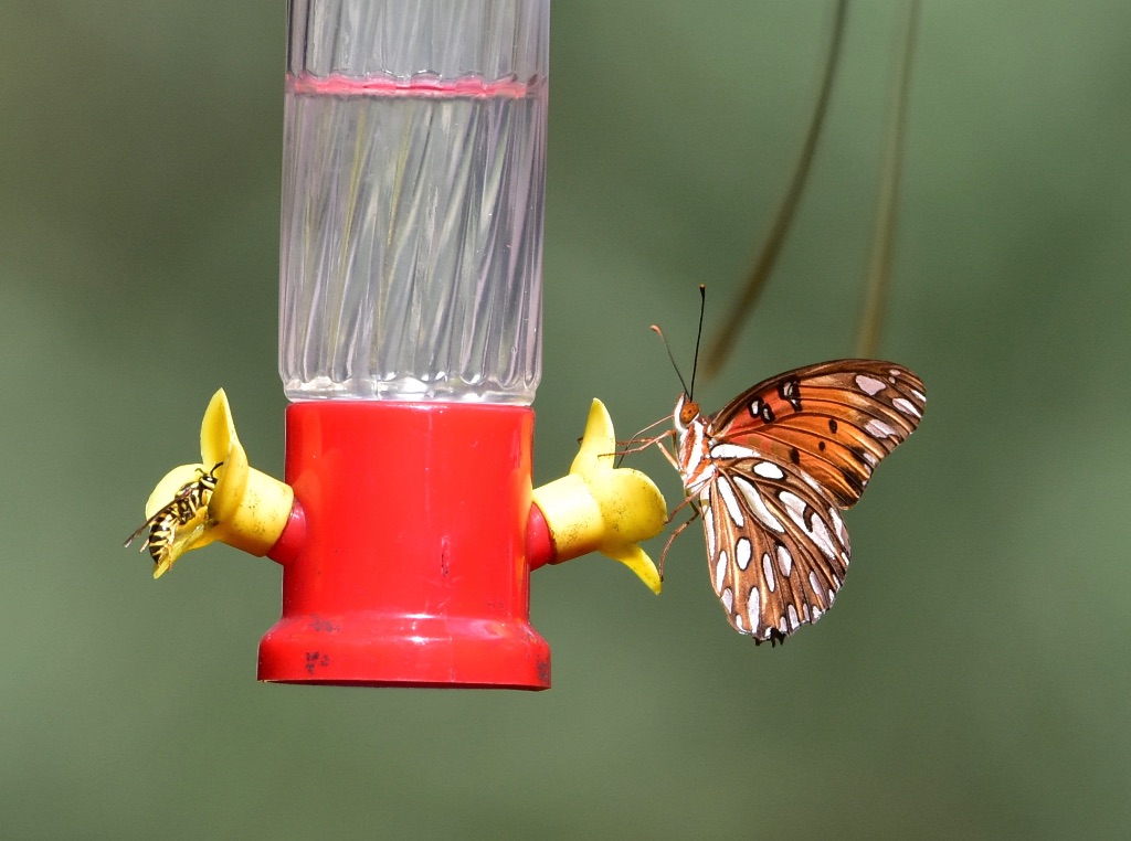 Yellow Jacket and Gulf Fritillary Butterfly on the Hummingbird Feeder. 