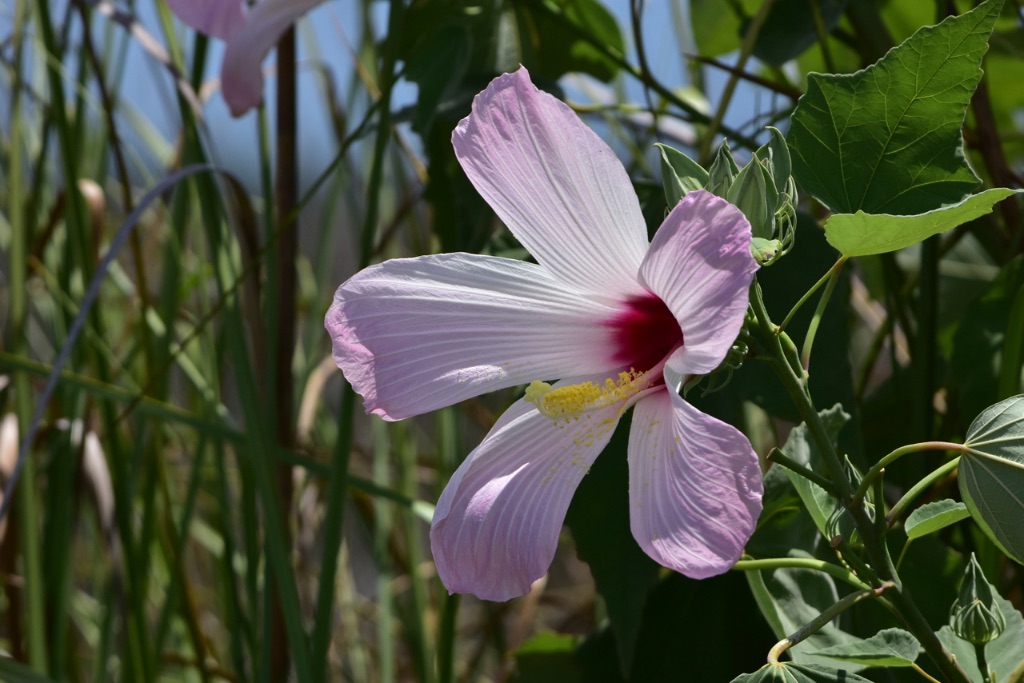 mallow - 2