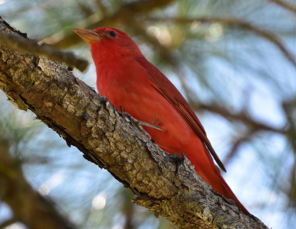 tanager - 3