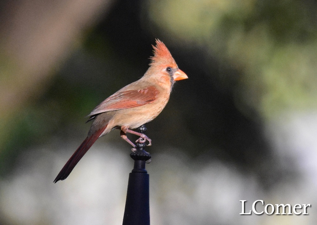 Male & Female Cardinal in Silverhill, Alabama