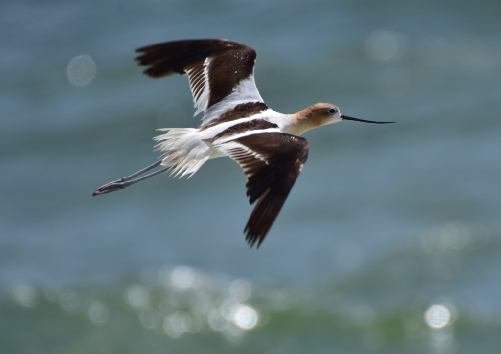 Gulf State Park Pier