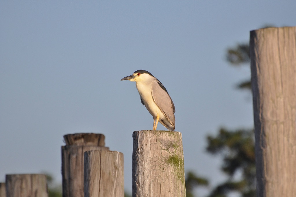 Black-crowned Night Heron