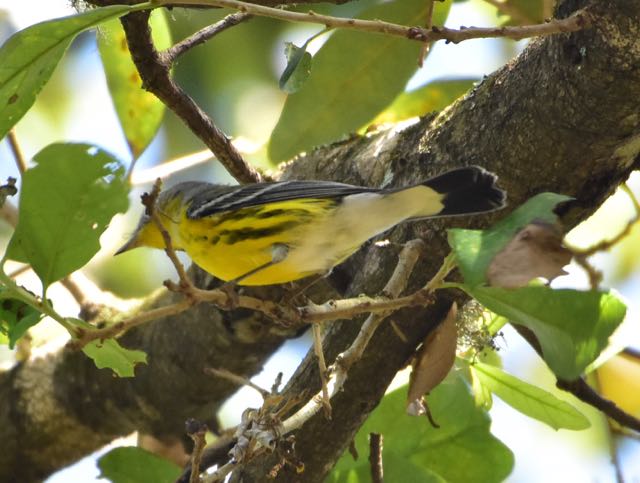 warbler-2