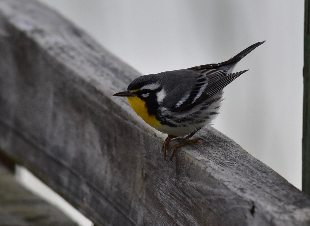 Yellow-throated Warbler