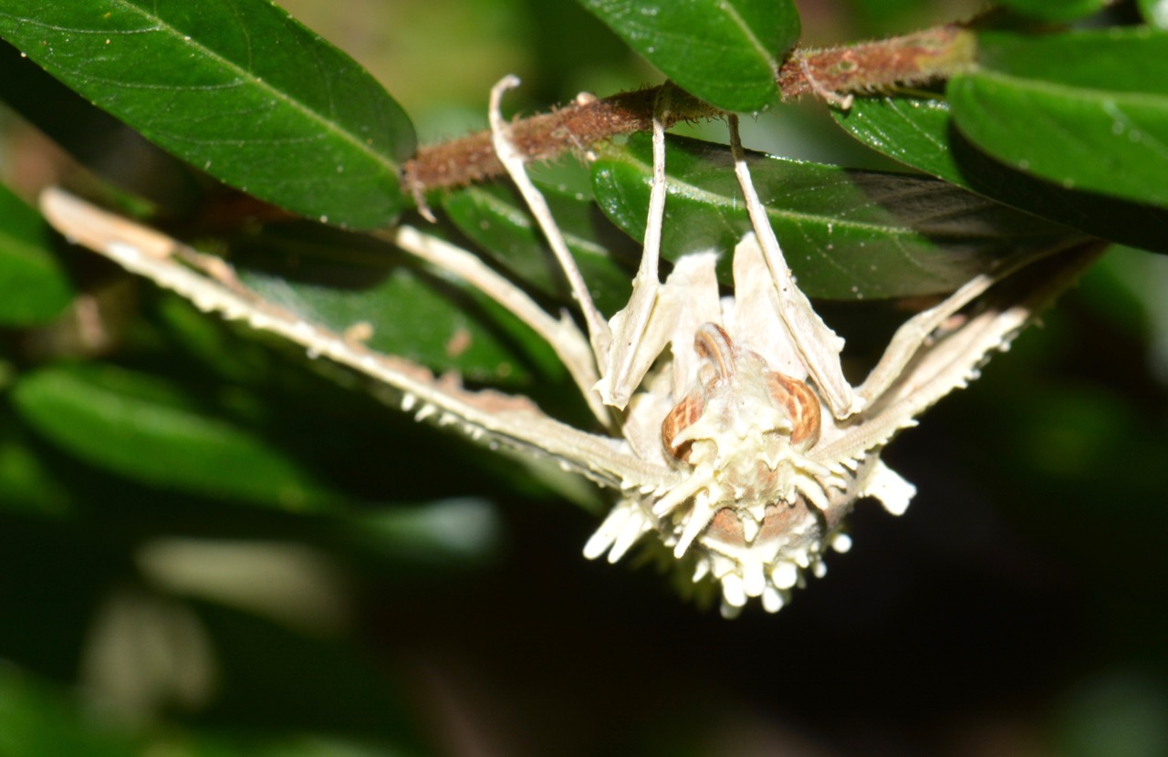Moth View Moth – IN MY VIEWFINDER