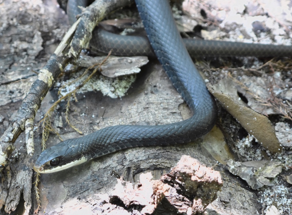 Daphne Bayfront Park