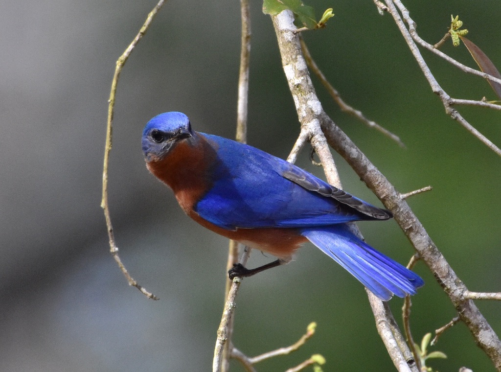 bluebird - 4