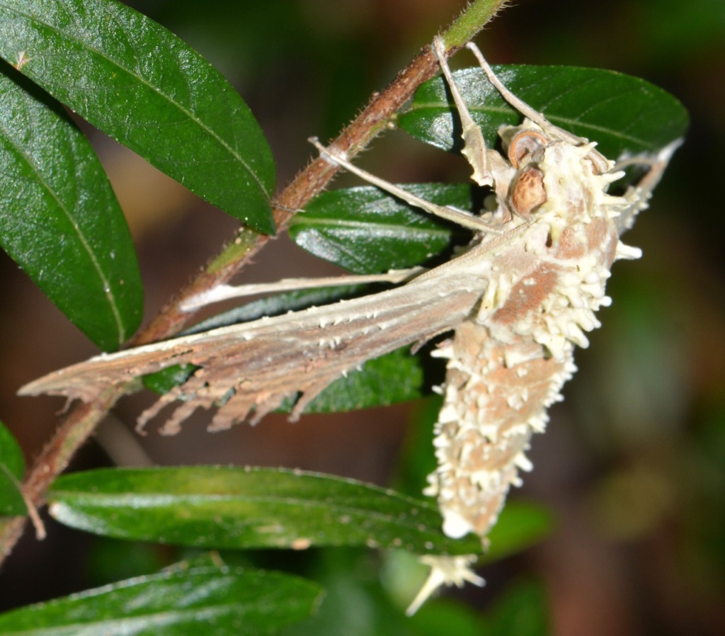 Moth View Moth – IN MY VIEWFINDER