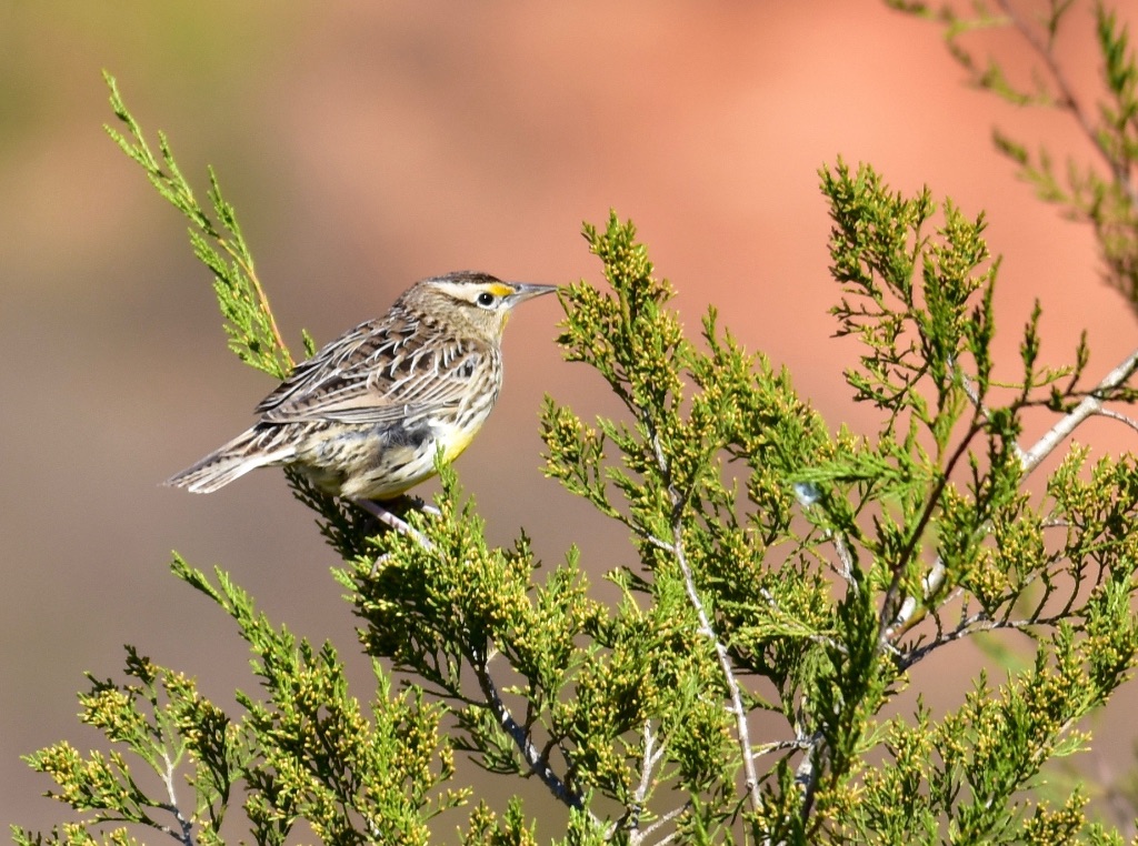 Eastern Meadowlark