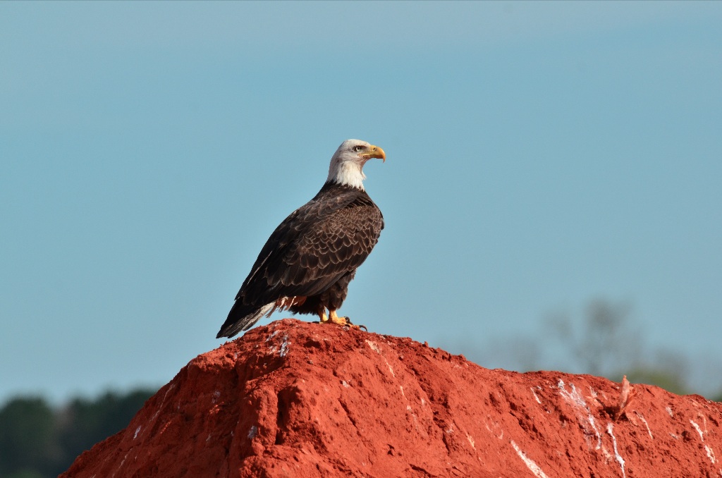 Bald Eagle