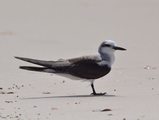 Rare bird spotted on Gulf Shores Beach in 2014.