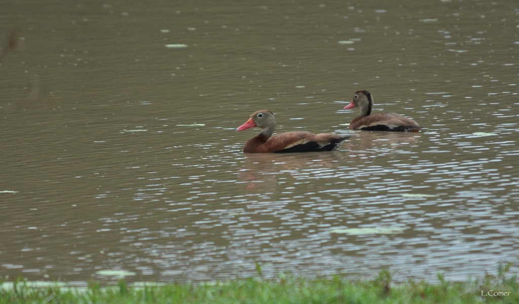 Black-bellied Whistling-Duck