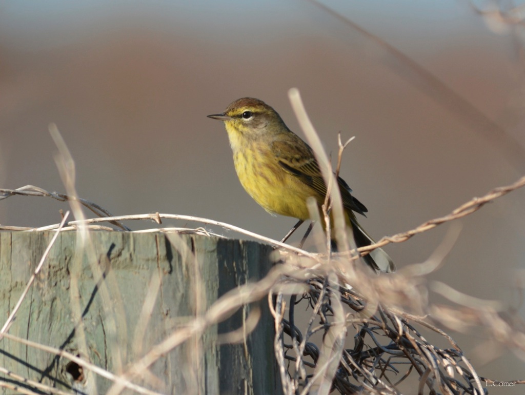 Palm Warbler