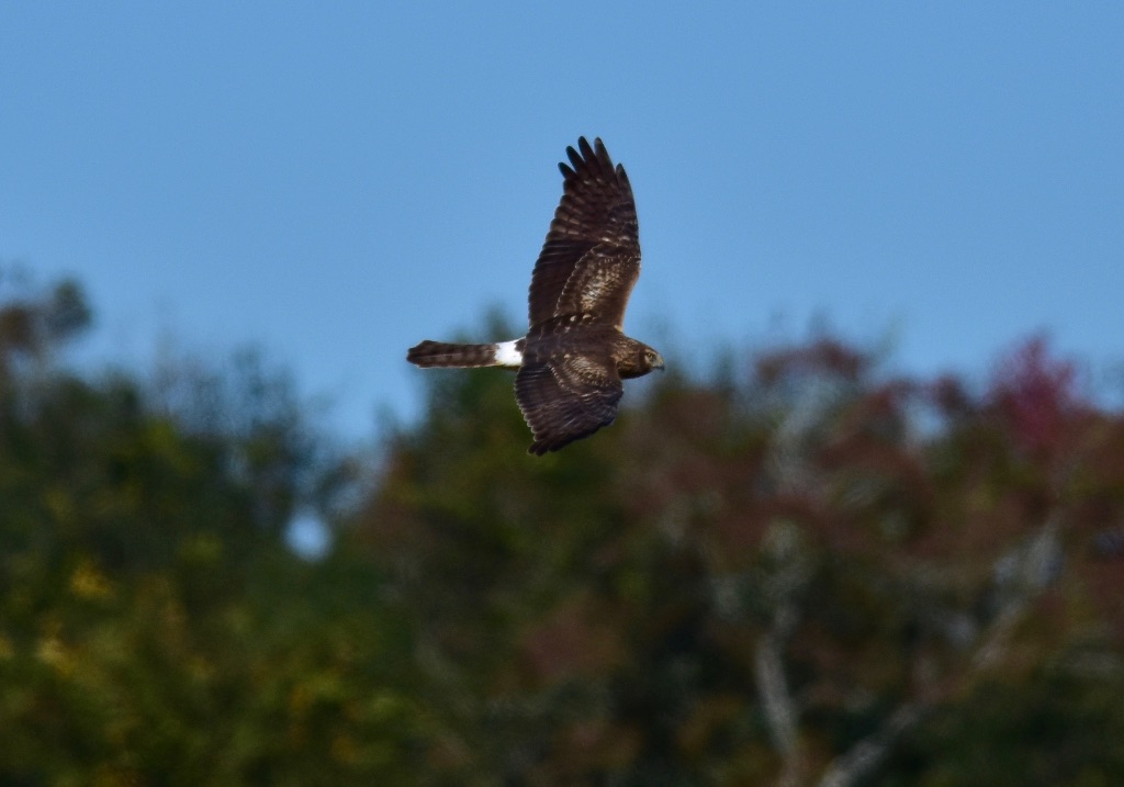 Northern Harrier
