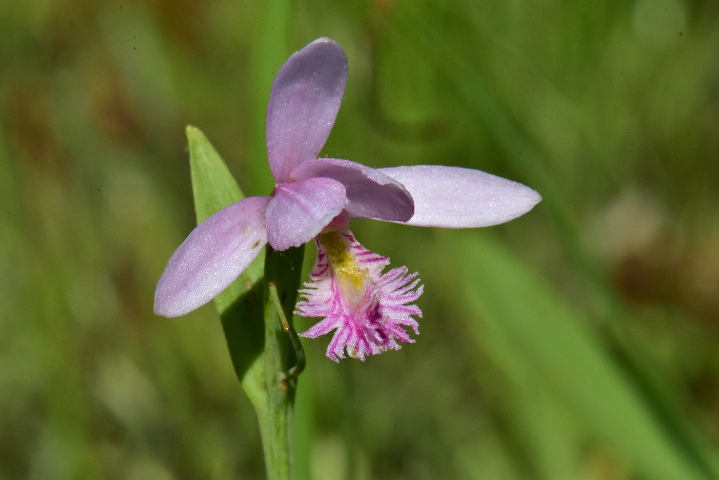 Juniper Pitcher Plant Bog
