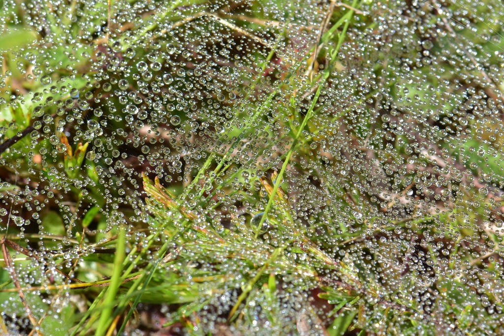 Juniper Pitcher Plant Bog