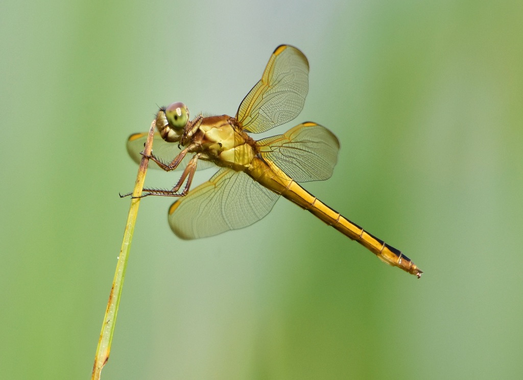 Blakeley State Park Boardwalk