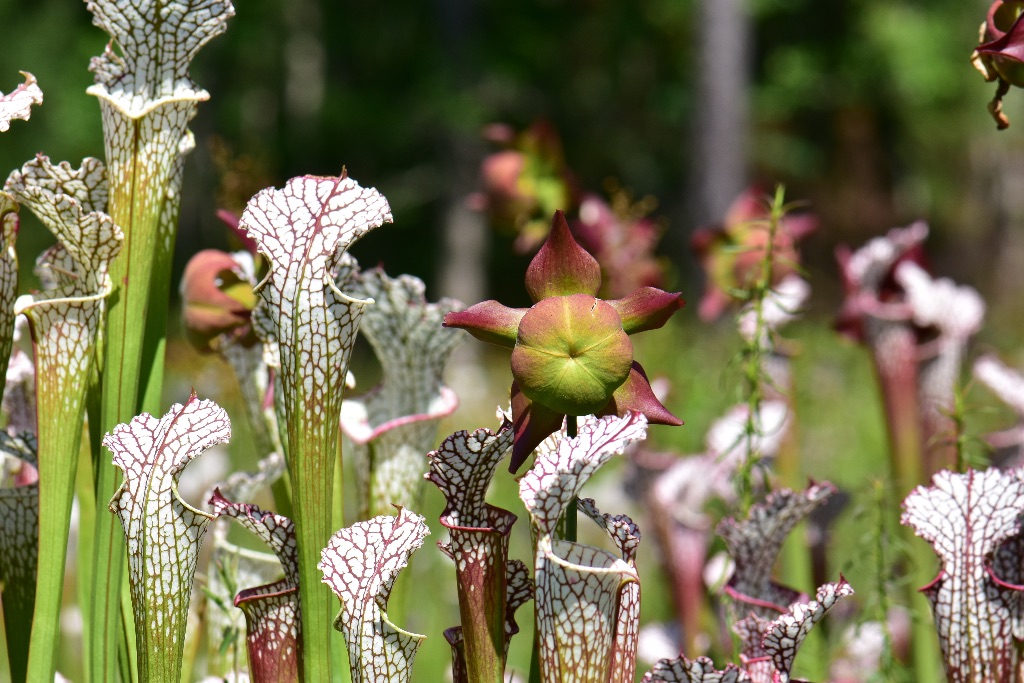 Juniper Pitcher Plant Bog