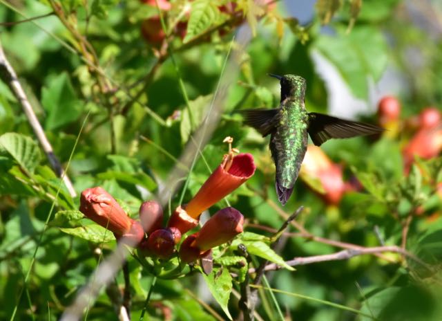 Fort Morgan Ferry Landing