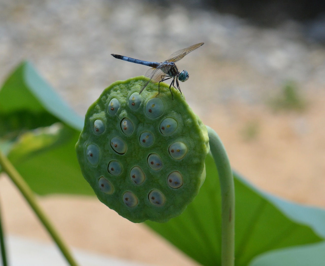 Perry’s Giant Sunburst Lotus Pods – IN MY VIEWFINDER