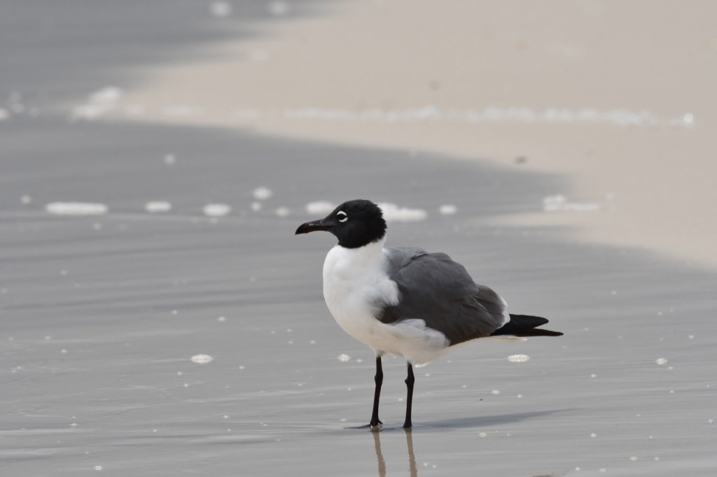 This image has an empty alt attribute; its file name is laughing-5.jpg