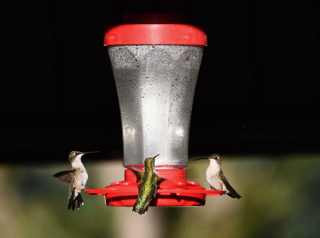 Hummingbird Atf Hummingbirds at the Feeder – IN MY VIEWFINDER