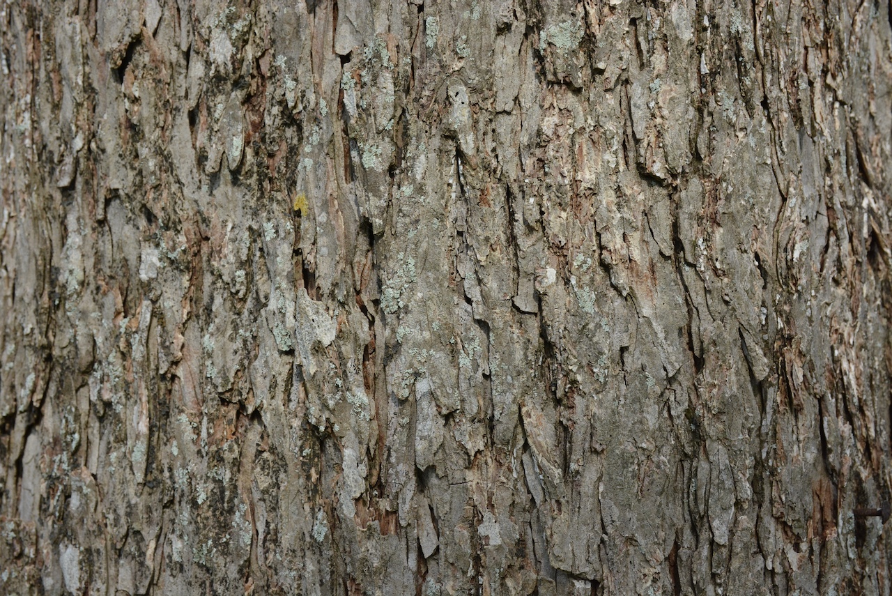 Bark Def Tree Bark – IN MY VIEWFINDER