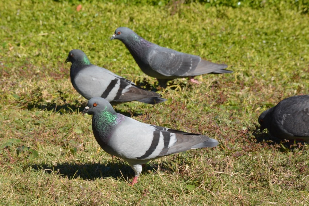 Pigeons in the&nbsp;Park