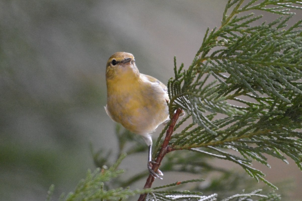 Tennessee Warbler
