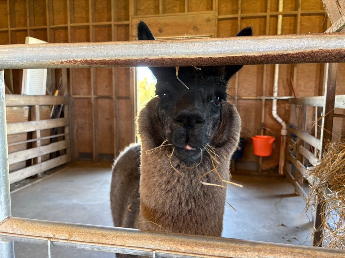 Felting Class at Humming Star&nbsp;Alpacas