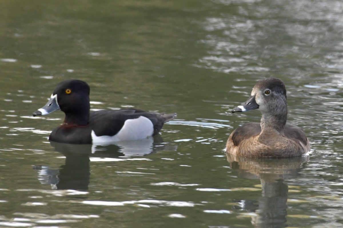 Ducks on the&nbsp;Pond