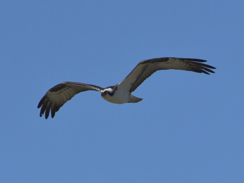 Osprey on Mobile&nbsp;Bay