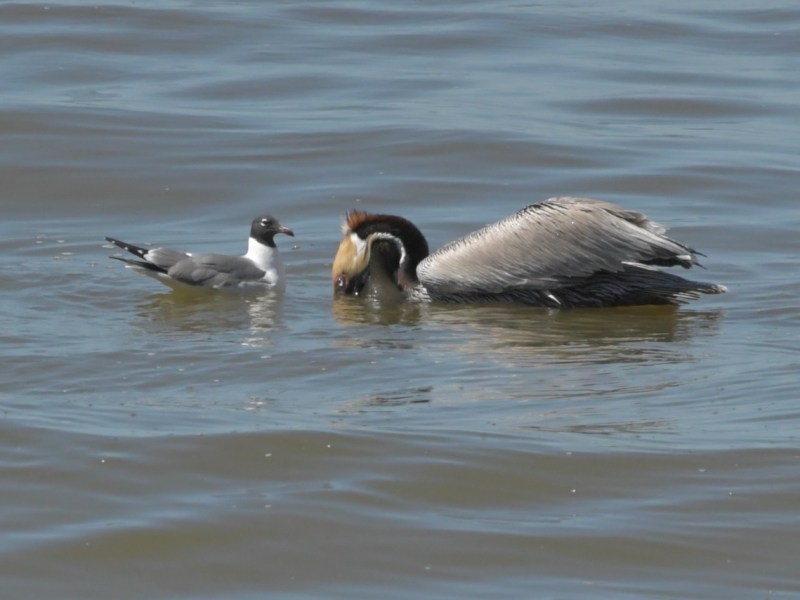 Guess Who’s Coming for&nbsp;Dinner