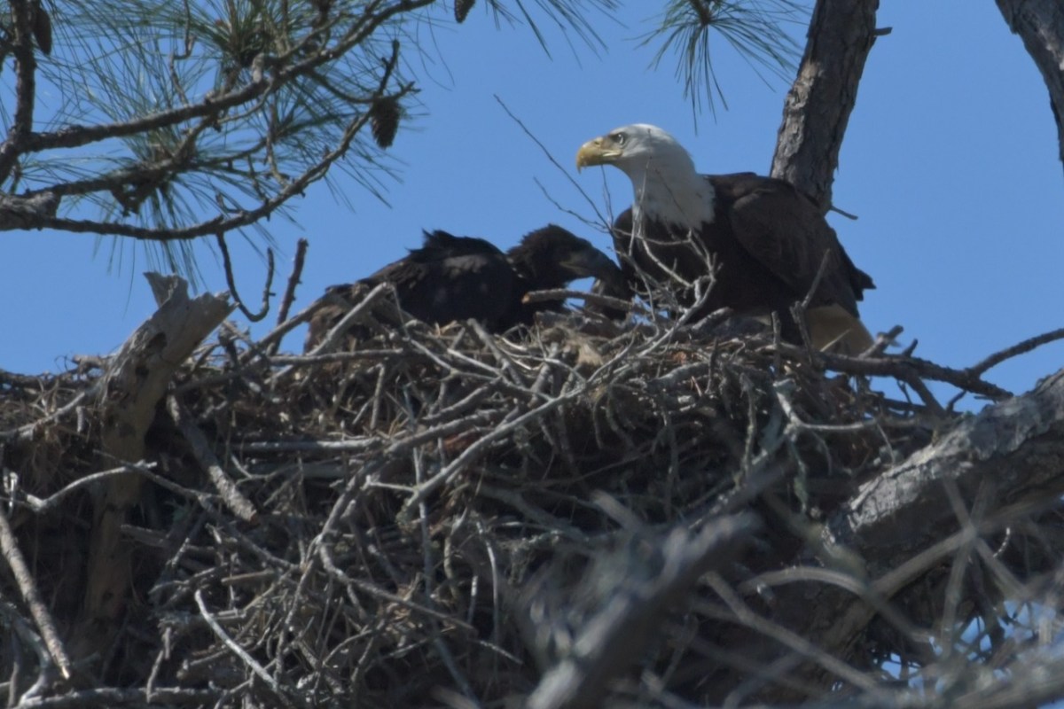 More Bald Eagles at Gulf State&nbsp;Park