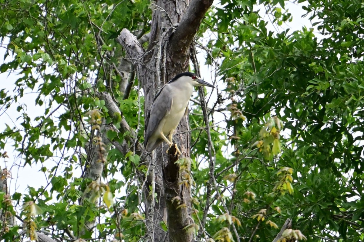Black-crowned Night Heron