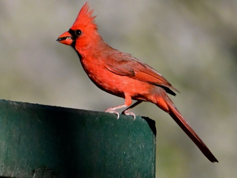 My Yard is the&nbsp;Best