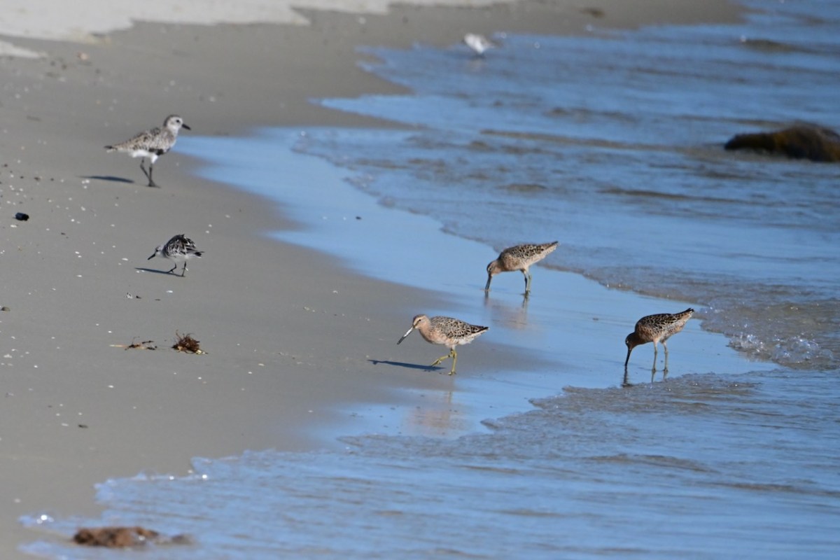 Tern Island Birds