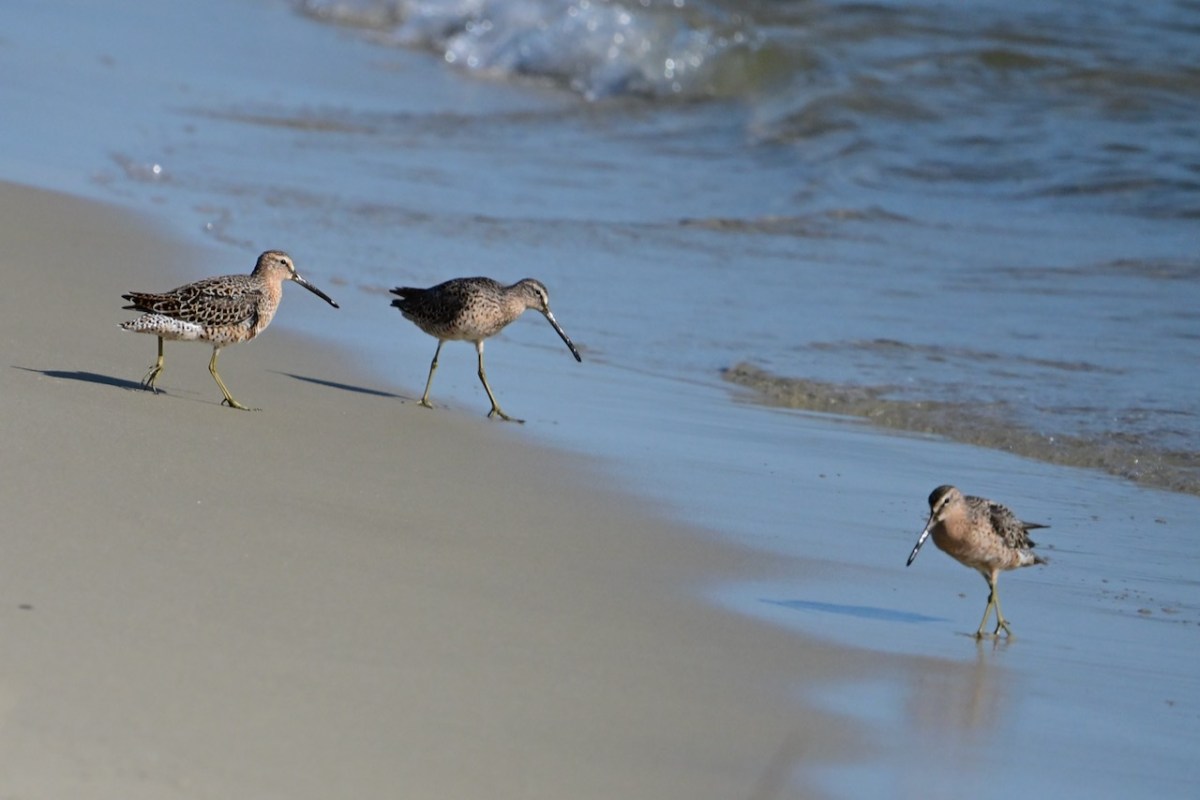 Birding Trip to Tern&nbsp;Island