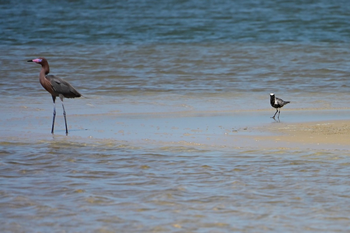 Tern Island Birds