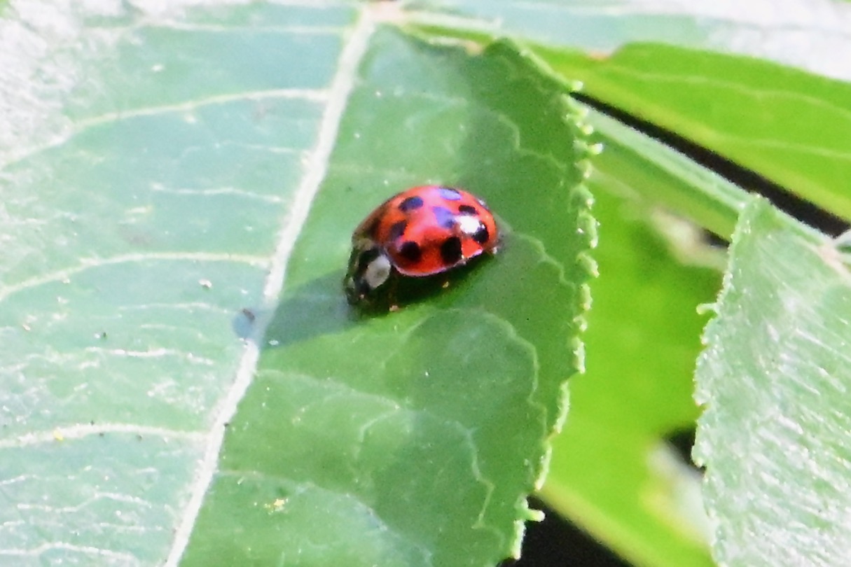 Ladybug – IN MY VIEWFINDER