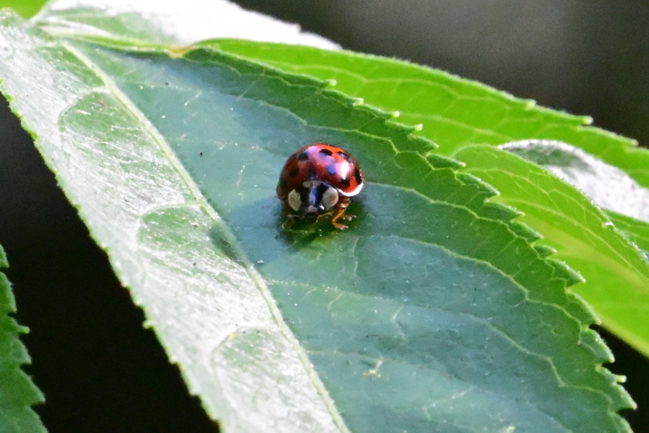 Ladybug – IN MY VIEWFINDER