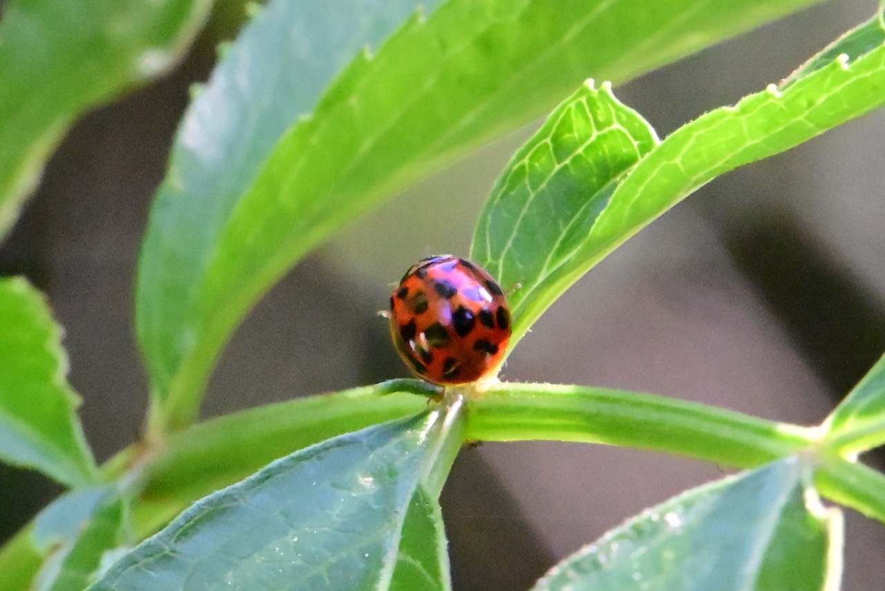 Ladybug – IN MY VIEWFINDER
