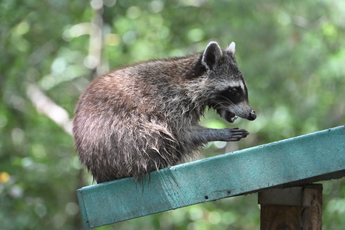 A Bandit on the&nbsp;Bird-feeder