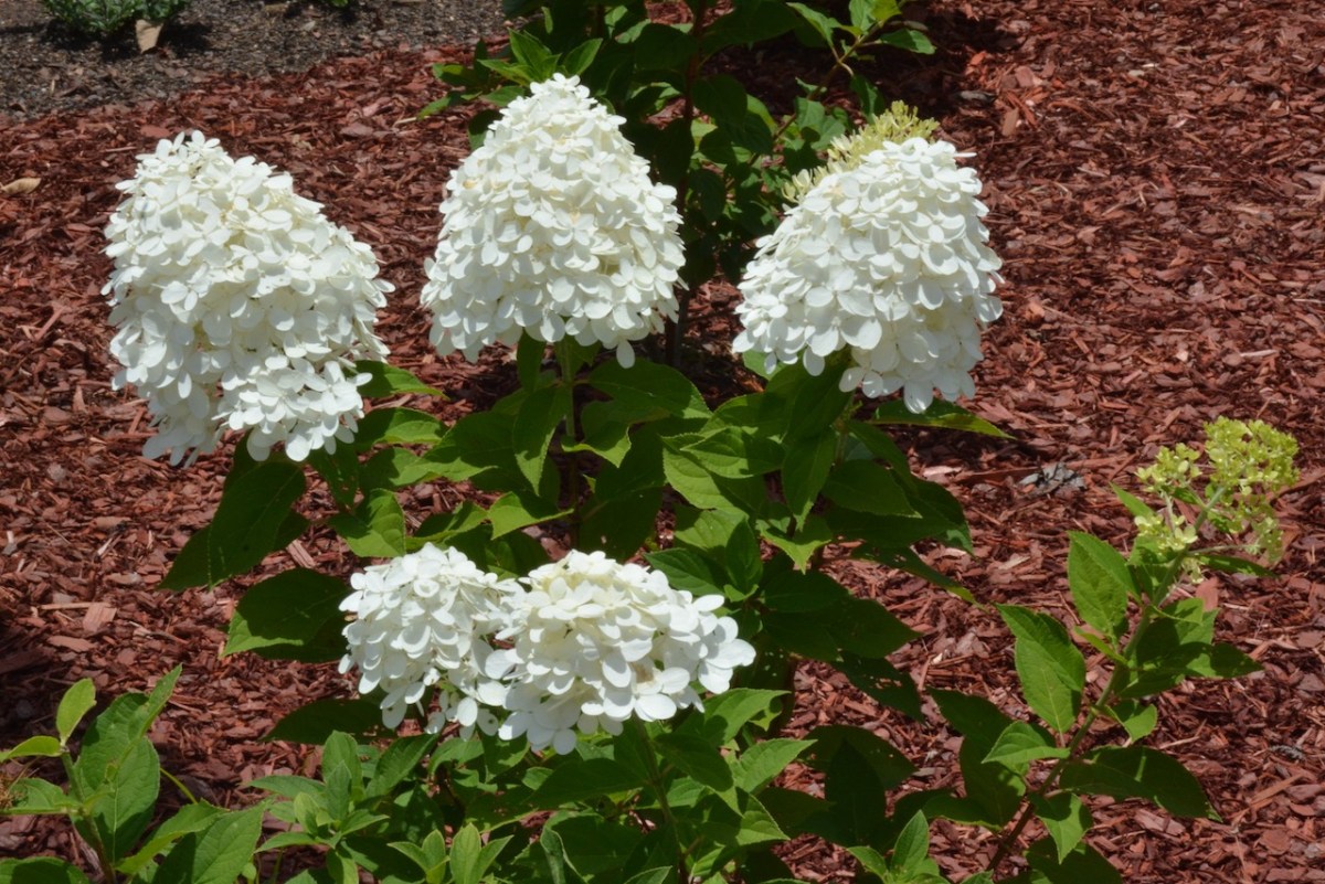 White Hydrangeas