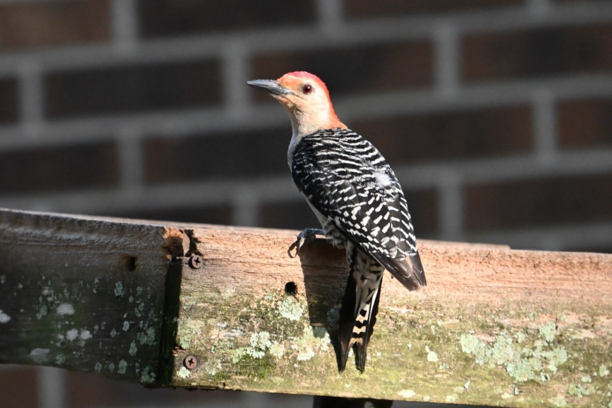 Red-bellied Woodpecker