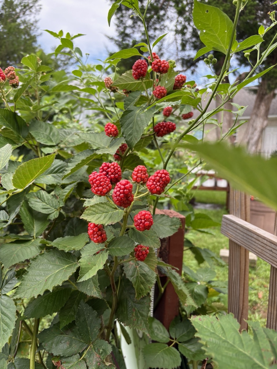 Growing at Loxley Farm&nbsp;Market