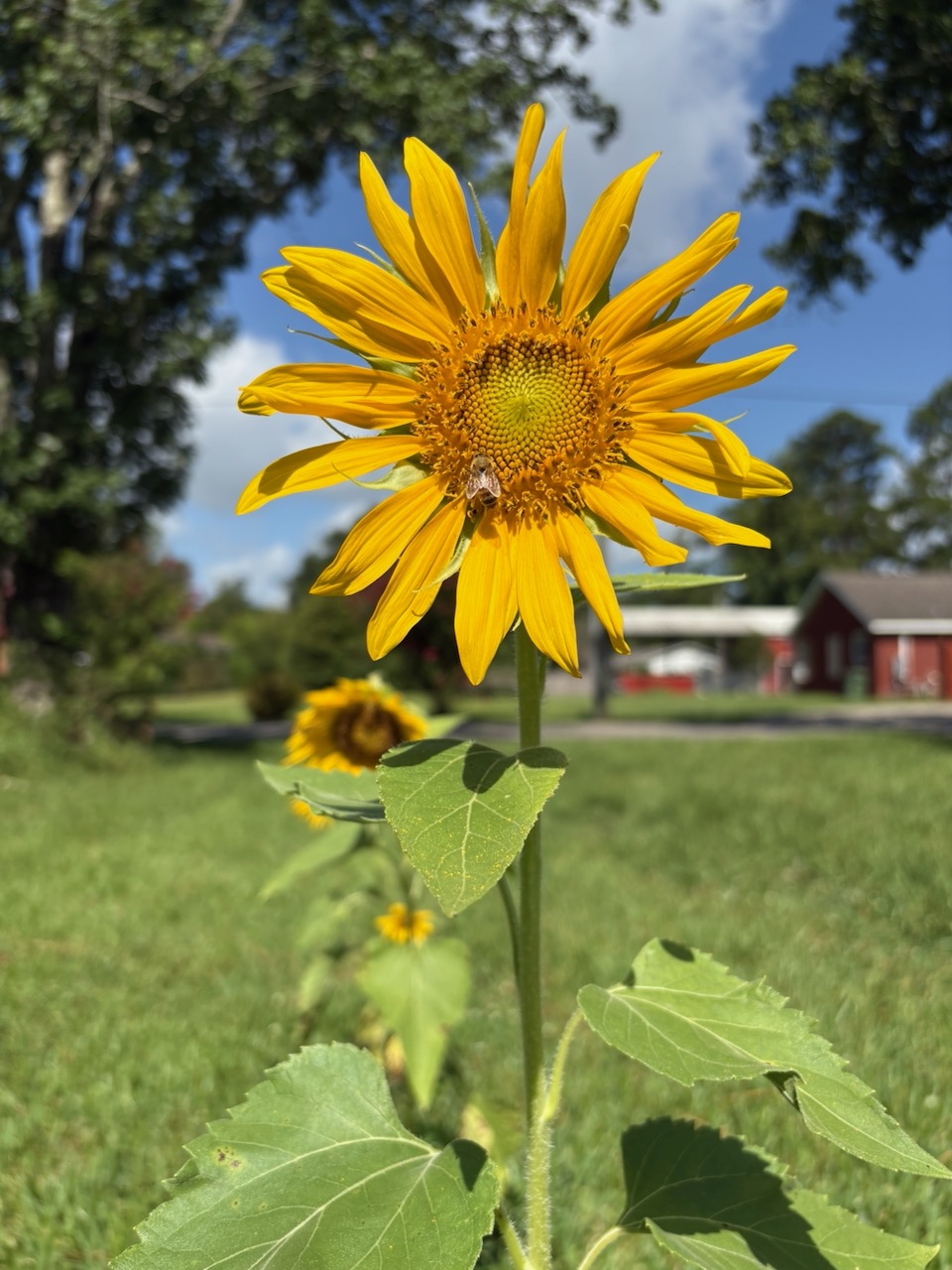 Flowers Along the&nbsp;Trail