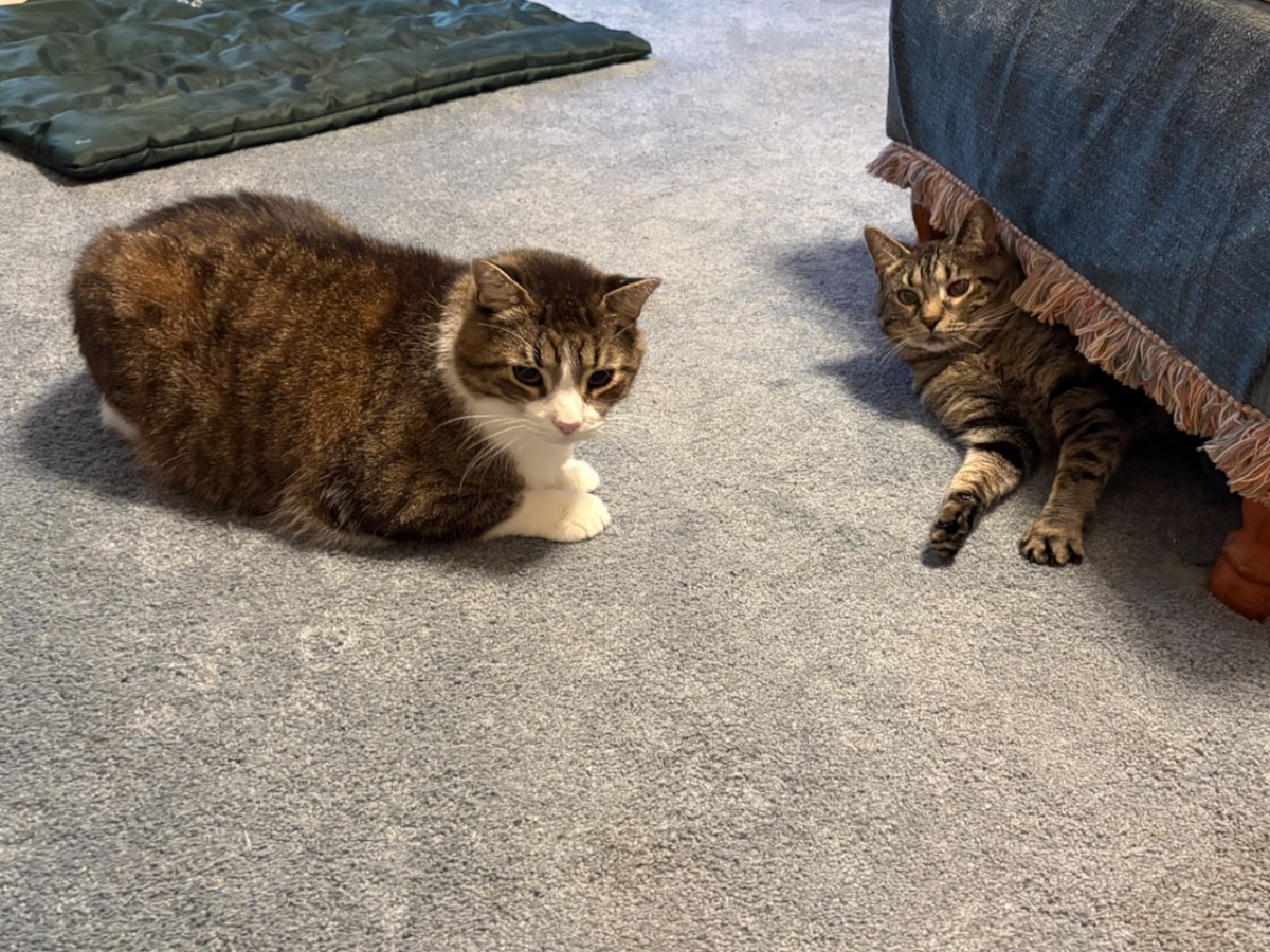 Hanging Out with My&nbsp;Cats