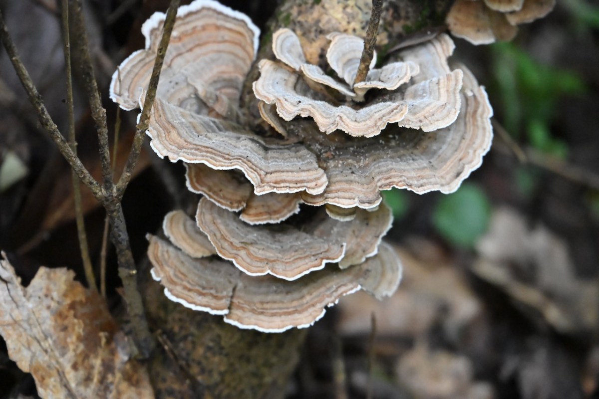 False Turkey Tail